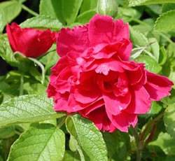 F J Grootendorst Rose Bushes