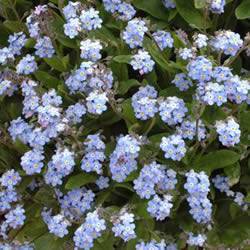 Forget me not Royal Blue Ground Cover