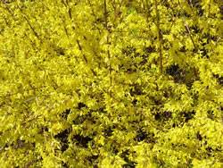 Forsythia x 'New Hampshire Gold' Forsythia New Hampshire Gold Shrub Plant