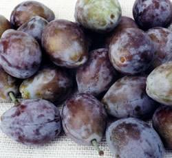 French Improved European Prune Fruit Tree