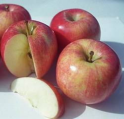 Gala Fruit Tree
