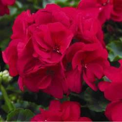 Geranium Americana Cranberry Red Annual