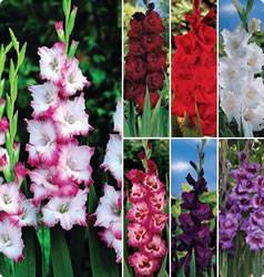 Gladiolus Cutting Garden Collection Spring Bulb