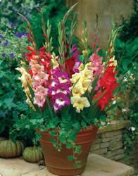 Gladiolus Glamini Mixed Colors Spring Bulb