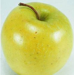 Golden Delicious Fruit Tree