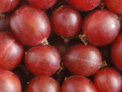 Gooseberry Hinnomaki Red Small Fruit