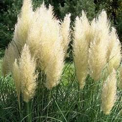 Grass Pumila Dwarf Pampas Perennial