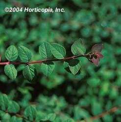 Hancock Coralberry Shrub
