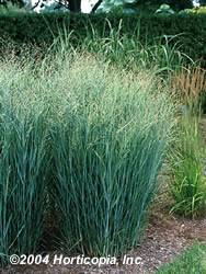 Grass Heavy Metal Switch Perennial