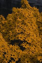 Sunflower First Light Perennial