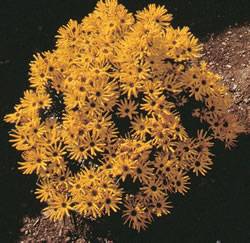 Sunflower Low Down Perennial