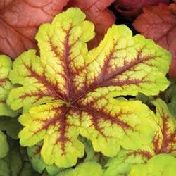 Heucherella Alabama Sunrise Ground Cover