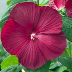 Hibiscus Luna Red Perennial