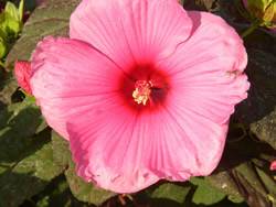 Hibiscus Royal Gems UPSS 11,011 Perennial