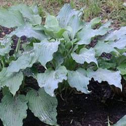 Hosta Arctic Blast Perennial