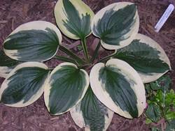 Hosta Christmas Tree Perennial