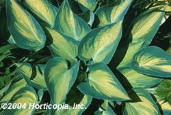 Hosta 'June' Hosta June Perennial Plant