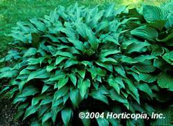 Hosta Lancifolia Perennial