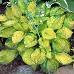 Hosta Rainforest Sunrise Perennial