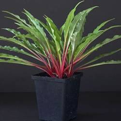 Hosta The Razors Edge Perennial