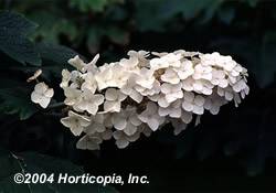 Hydrangea Oakleaf Shrub