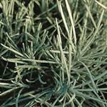 Icicles Licorice Perennial