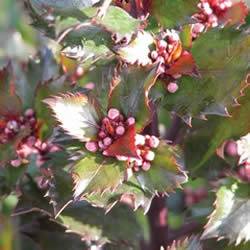 Ilex x meserveae 'Blue Baron' (PP16,151) Holly Blue Baron Shrub Plant