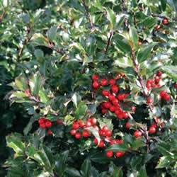 Ilex x meserveae 'Blue Princess' Holly Blue Princess Shrub Plant