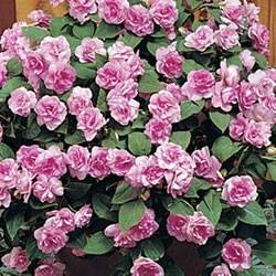 Impatiens RockapulcoGao Orchid Annual