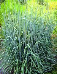 Grass Indian Perennial