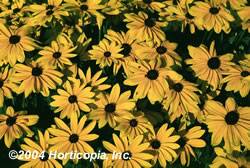 Black eyed Susan Indian Summer Perennial