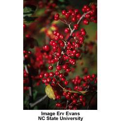 Indian Summer Fruit Tree