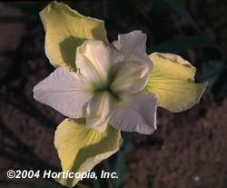 Iris Butter and Sugar Perennial