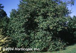 Magnolia x Jane Tree