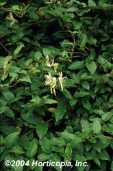 Japanese Honeysuckle Halliana Vine