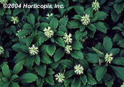 Japanese Spurge Ground Cover