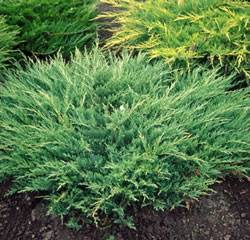 Juniper Andorra Compacta Shrub