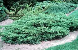 J. chinensis 'Kallays Compact' Juniper Kallays Compact Shrub Plant