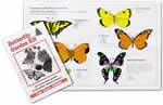 Butterflies to look for Kids Butterfly Kit Seeds Plant