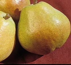Kieffer Fruit Tree