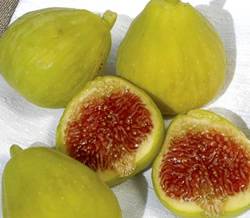 Desert King Fig Fruit Tree