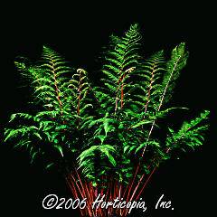 Fern Lady in Red Fern