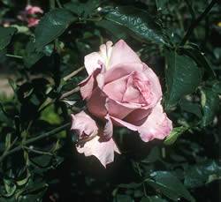 Lagerfeld Rose Bushes