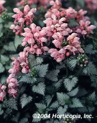 Lamium Pink Pewter Ground Cover