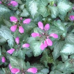 Lamium Purple Dragon Ground Cover