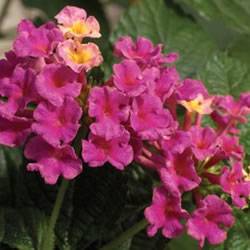 Lantana Bandana Rose Annual
