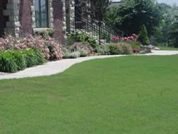 Legacy Buffalo Grass Plugs Turf Grass