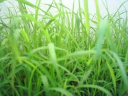 Cymbogogon citratus Herb Lemon Grass Annual Plant