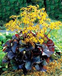 Ligularia Brit Marie Perennial