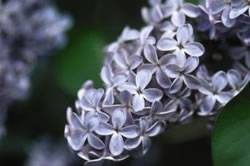 Syringa vulgaris 'President Lincoln' Lilac President Lincoln Shrub Plant